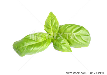 Fresh green basil leaves isolated on white Fresh green basil leaves isolated on white 84744991
