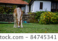Beautiful white brown horse eating grass in a village county yard. 84745341
