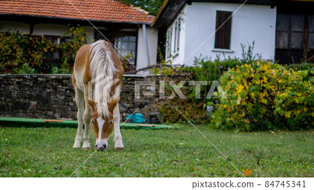 Beautiful white brown horse eating grass in a village county yard. Beautiful white brown horse eating grass in a village county yard. 84745341