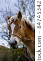 Brown and white horse head portrait in the nature 84745342