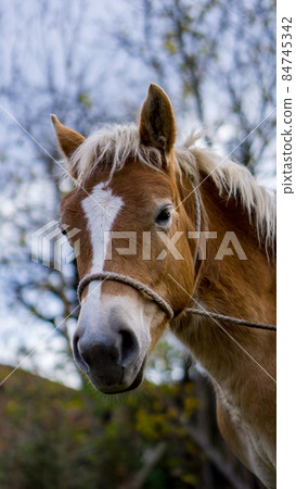 Brown and white horse head portrait in the nature Brown and white horse head portrait in the nature 84745342