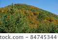 Scenery of forest and a blue sky in Autum season 84745344