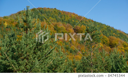 Scenery of forest and a blue sky in Autum season Scenery of forest and a blue sky in Autum season 84745344