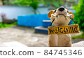 Soft focus toy dog and sign welcome in the garden at house 84745346