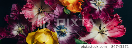 Bunch of Parrot Style Tulips 84745371