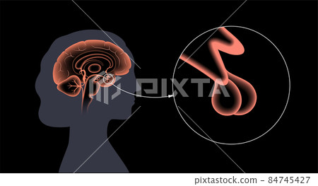 Pituitary gland anatomy 84745427
