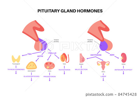 Pituitary gland hormones 84745428
