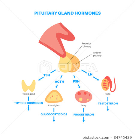 Pituitary gland hormones 84745429