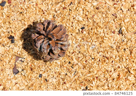 Monterey Pine Pinecone And Wood Shavings (Pinus radiata) 84746125