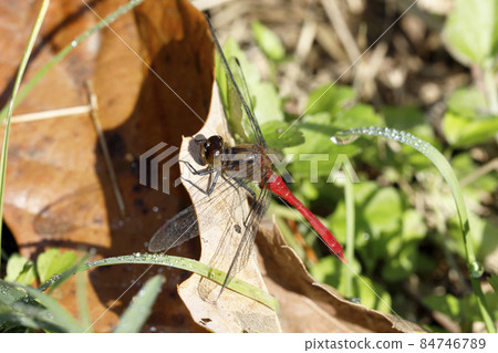 Mayutateakane Mayutateakane 84746789