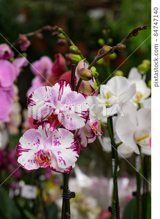 Blooming phalaenopsis orchid in a greenhouse Blooming phalaenopsis orchid in a greenhouse 84747140