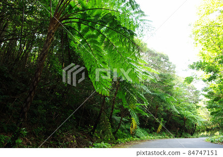 Forest bathing road to Amami Forest Police in Yamato Village 84747151