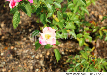 Roses of flowers Hana Roses of flowers Hana 84747236