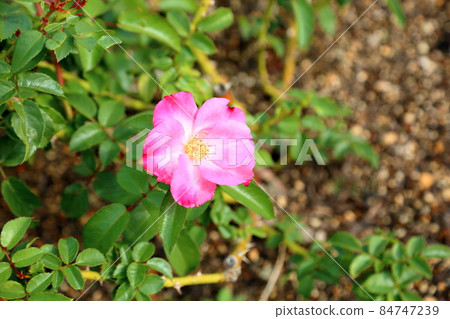 Roses of flowers Hana 84747239