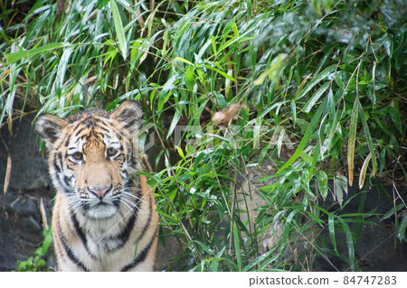Child tiger 84747283