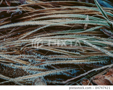 冷凍植物 84747421