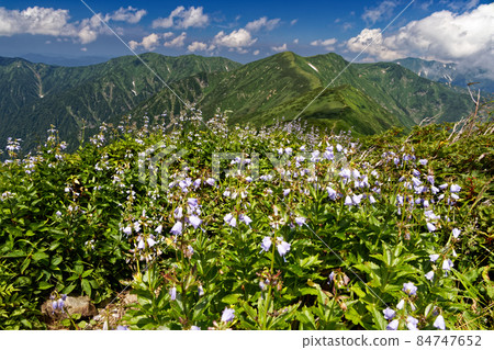 從盛開的山徑看白山沙金夏日旭山主脊線 84747652