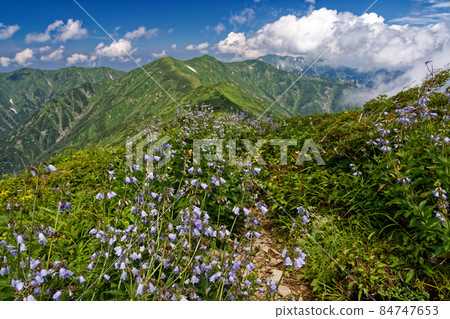Hakusan Shajin Summer Asahi mountain range main ridgeline seen from the blooming mountain trail Hakusan Shajin Summer Asahi mountain range main ridgeline seen from the blooming mountain trail 84747653