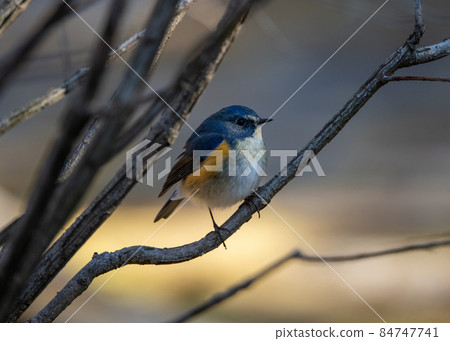 Red-flanked Bluetail in the Winter Komorebi Forest 84747741