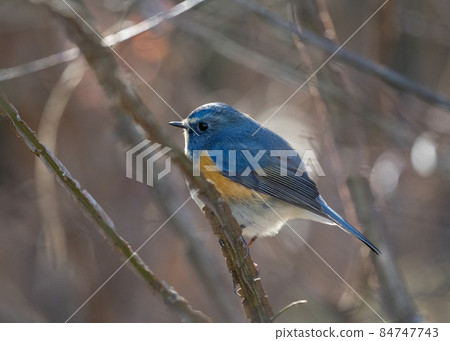 Red-flanked Bluetail in the Winter Komorebi Forest Red-flanked Bluetail in the Winter Komorebi Forest 84747743