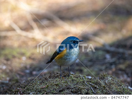 冬季 Komorebi 森林中的紅側藍尾魚 84747747