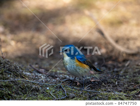 冬季 Komorebi 森林中的紅側藍尾魚 84747750