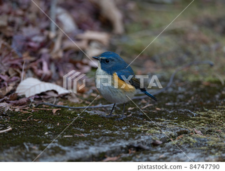 Red-flanked Bluetail in the Winter Komorebi Forest Red-flanked Bluetail in the Winter Komorebi Forest 84747790