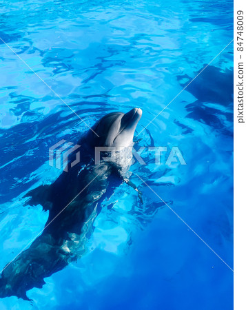 bottlenose dolphin swims in the blue water of the pool 84748009