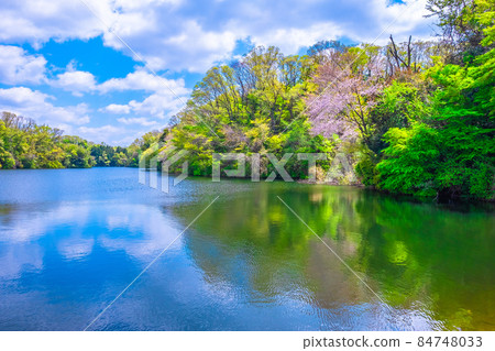Osaka Prefectural Forest Fresh Green Muroike 84748033