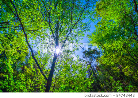 Prefectural Forest Fresh green of Hoshida Garden 84748448