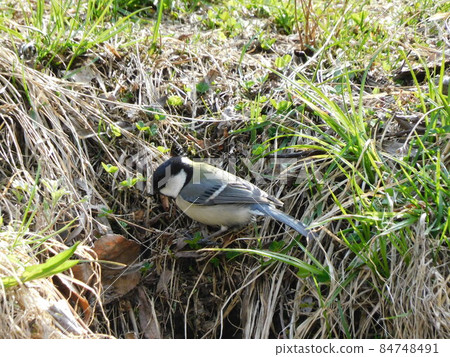 大山雀 大山雀 84748491