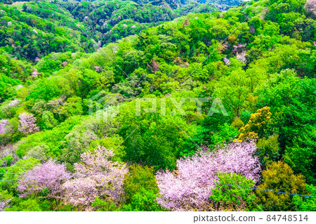 Hoshida Park's fresh greenery and mountain cherry blossoms 84748514