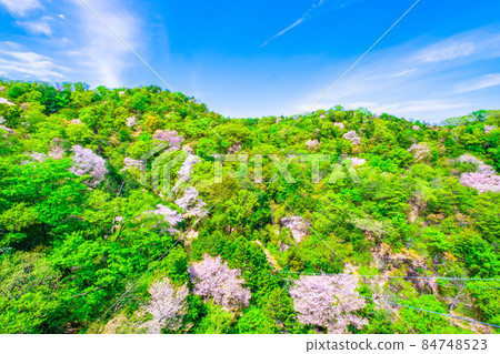 星田公園的清新綠意和山櫻花 84748523
