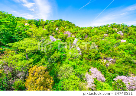 Hoshida Park's fresh greenery and mountain cherry blossoms Hoshida Park's fresh greenery and mountain cherry blossoms 84748551