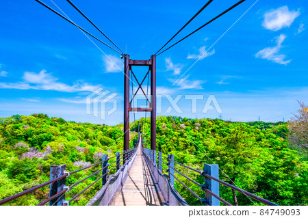 縣立森林的新綠與星白蘭 縣立森林的新綠與星白蘭 84749093