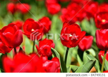 Yokohama Park Tulip 84749131