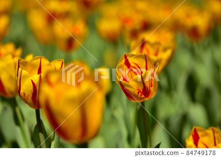 Yokohama Park Tulip Yokohama Park Tulip 84749178