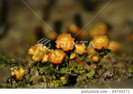 Flowering Chichibu Beni (Adonis ramosa) Flowering Chichibu Beni (Adonis ramosa) 84749271