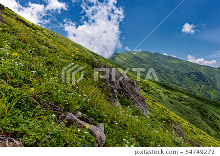 Alpine plants of Mt. Ryumon and the Asahi mountain range and the main ridgeline where clouds spring Alpine plants of Mt. Ryumon and the Asahi mountain range and the main ridgeline where clouds spring 84749272