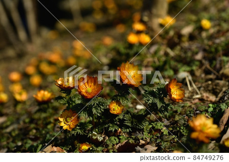 Flowering Chichibu Beni (Adonis ramosa) 84749276