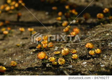 Flowering Chichibu Beni (Adonis ramosa) 84749277