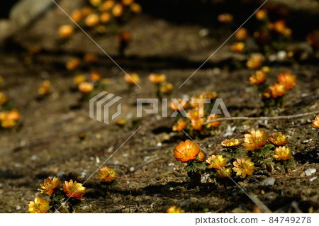 Flowering Chichibu Beni (Adonis ramosa) 84749278