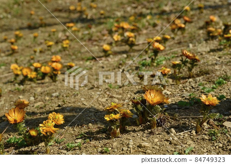 Flowering Chichibu Beni (Adonis ramosa) Flowering Chichibu Beni (Adonis ramosa) 84749323