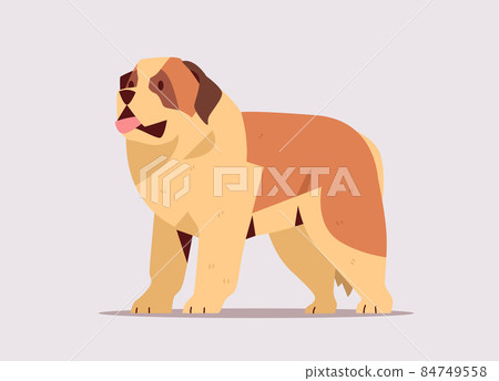 Short-haired saint bernard dog icon furry human friend domestic animal concept full length 84749558