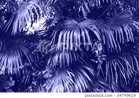 Tropical palm leaves Tropical palm leaves 84749629