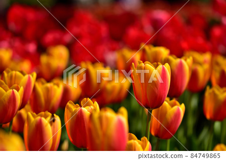Yokohama Park Tulip Yokohama Park Tulip 84749865