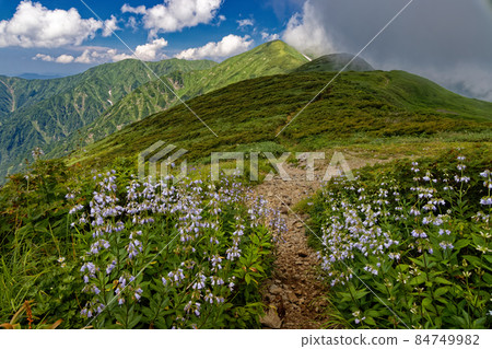 Hakusan Shajin Blooming Ryumon Mountain The main ridgeline of the Asahi mountain range where clouds spring from the ridgeline Hakusan Shajin Blooming Ryumon Mountain The main ridgeline of the Asahi mountain range where clouds spring from the ridgeline 84749982