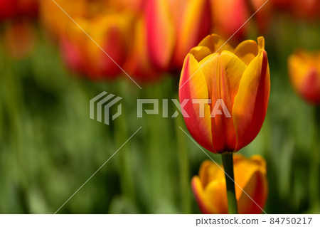 Yokohama Park Tulip 84750217