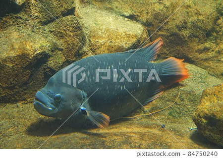 紅鰭 Osph Lonames Gourami 紅鰭 Fronames 巨型格萊美淡水魚熱帶 紅鰭 Osph Lonames Gourami 紅鰭 Fronames 巨型格萊美淡水魚熱帶 84750240