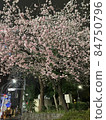 櫻花在晚上 84750796